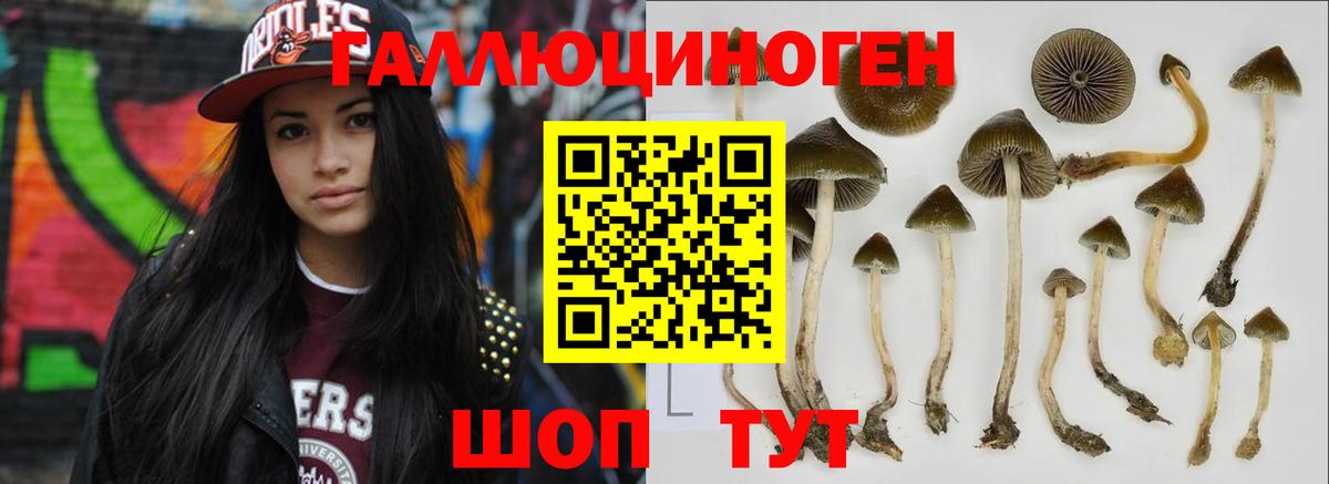 Галлюциногенные грибы Psilocybine cubensis Острогожск
